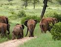 Elephants on parade